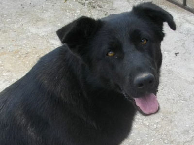 Χαρίστε στη Μαύρη τη ζωή που της αξίζει