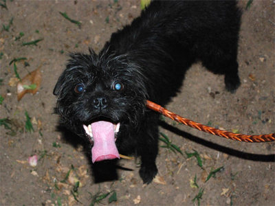 Βρέθηκε να περιπλανάται στο Χαλάνδρι