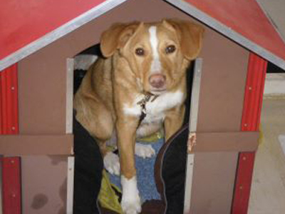 Χαρίζεται ο γλυκούλης Mαξ