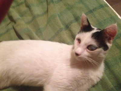 Χαρίζεται ο τυφλός και νεαρός γατούλης Θίνκο