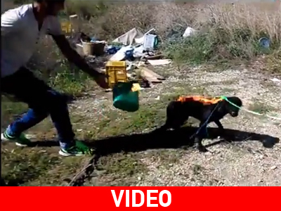 Σοκ: Δύο νεαροί καίνε ζωντανό ένα σκυλάκι Σοκ: Δύο νεαροί καίνε ζωντανό ένα σκυλάκι