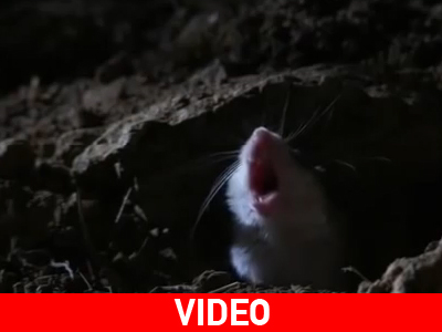 To ποντίκι που γρυλίζει σαν λύκος