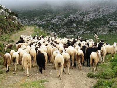 Νάξος: Διευρύνεται η ζώνη ελέγχου για τον καταρροϊκό πυρετό