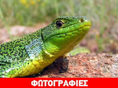 Τρανόσαυρα: H μεγαλύτερη σαύρα στην Ελλάδα