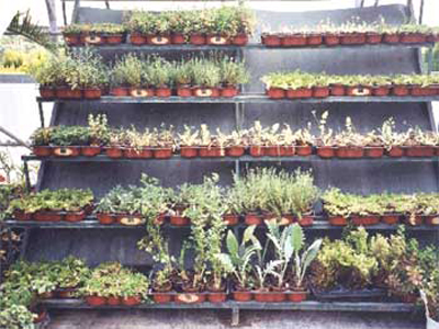 Ημερίδα στον Πύργο για τα αρωματικά και θεραπευτικά φυτά