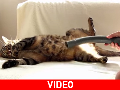 Η γάτα που λατρεύει την ηλεκτρική σκούπα