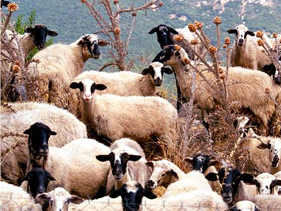 Αποζημίωση στους κτηνοτρόφους του νομού Έβρου Αποζημίωση στους κτηνοτρόφους του νομού Έβρου