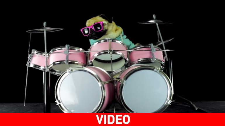 «Σκύλος» παίζει ντραμς!