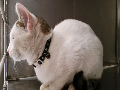 Αυτός ο γατούλης ζητάει σπιτάκι