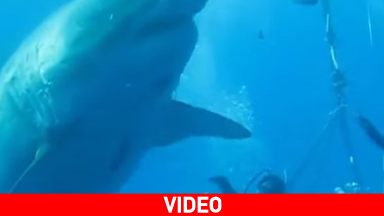 O μεγαλύτερος λευκός καρχαρίας που κατέγραψε κάμερα O μεγαλύτερος λευκός καρχαρίας που κατέγραψε κάμερα