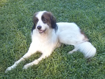 Βρέθηκε αρσενικό ημίαιμο τσοπανόσκυλο