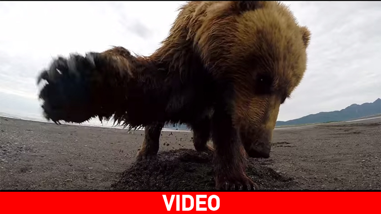 Η επίθεση της αρκούδας