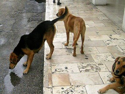 Επιθέσεις από αδέσποτα ζώα καταγράφονται στον Βόλο