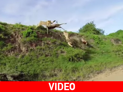 Έπιασε το θήραμα στο αέρα