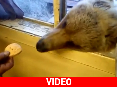 Μήπως έχετε κανένα μπισκότο;