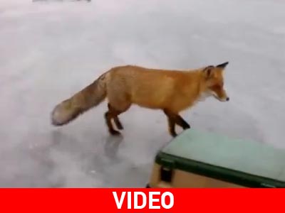 Ρωσία: Ψαράδες τάισαν άγρια αλεπού