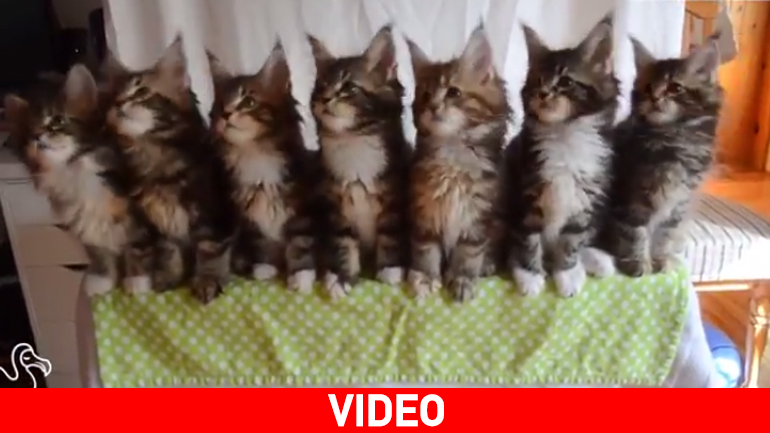 Συγχρονισμένες γάτες και γατάκια