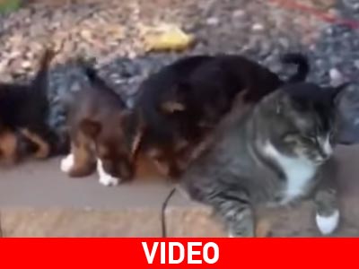 Τα κουτάβια και η αδιάφορη γάτα