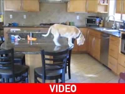 Έξυπνος…κλέφτης και σκύλος