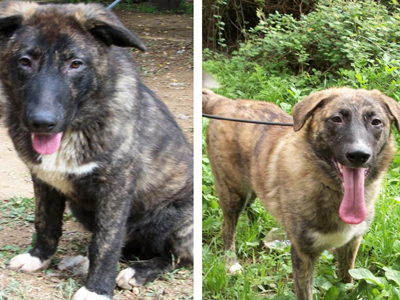 Ο Ορέστης και η Ηλέκτρα ψάχνουν σπίτι