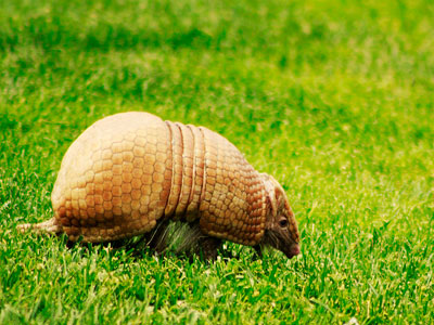 Αρμαντίλλο, το τεθωρακισμένο της φύσης