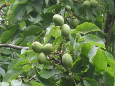 Ξάνθη: Στην καλλιέργεια καρυδιάς στρέφεται το ενδιαφέρον των παραγωγών