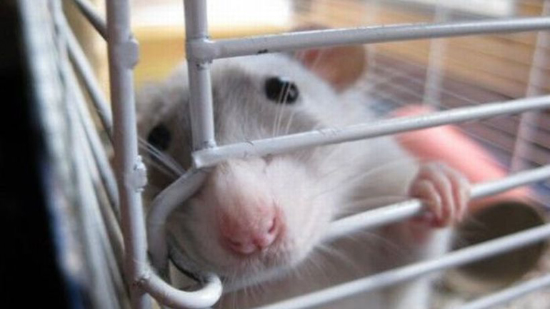 Νομπελίστες και επιστημονικοί οργανισμοί λένε «ναι» στα πειραματόζωα