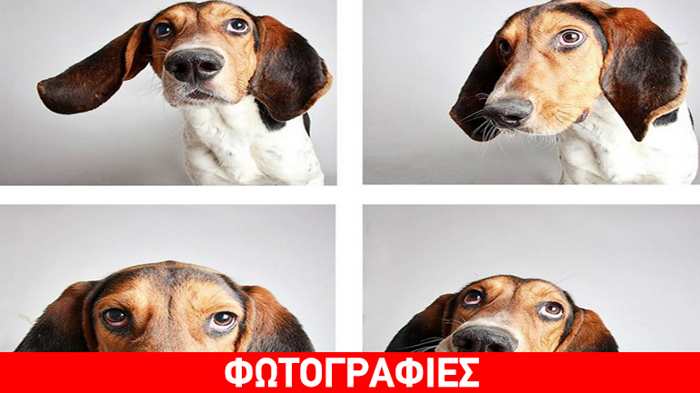 Ζώα με style και άνεση, αναζητούν οικογένεια!