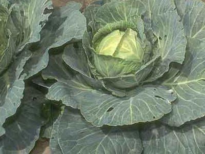 Τα φυτά επικοινωνούν μεταξύ τους