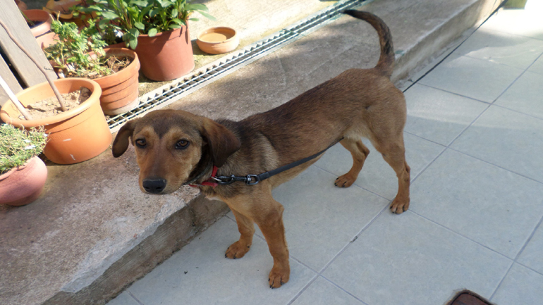 Χαρίζεται η Cookie