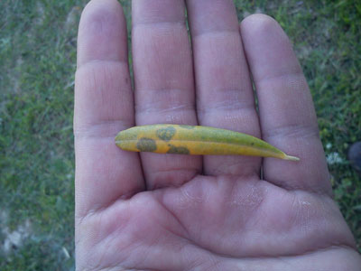 Το κυκλοκόνιο «απειλεί» τους ελαιώνες Χαλκιδικής