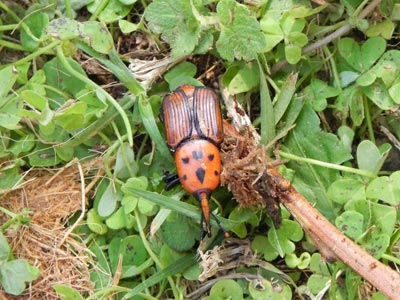 Λήψη μέτρων για τον περιορισμό της εξάπλωσης του κόκκινου σκαθαριού