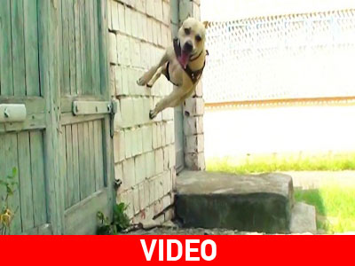 Ο σκύλος που διαπρέπει στο… parkour