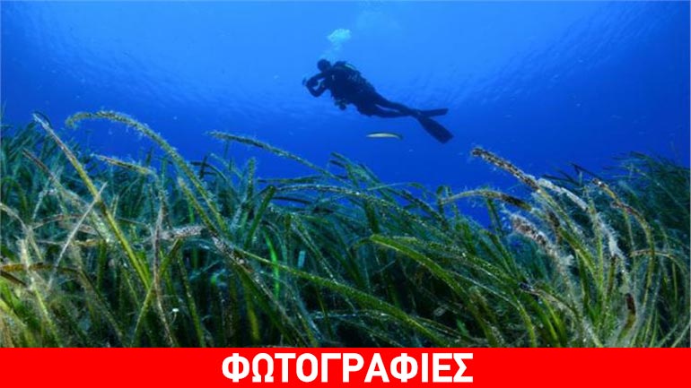 Ιδιαίτερης οικολογικής αξίας το θαλάσσιο οικοσύστημα της Γυάρου