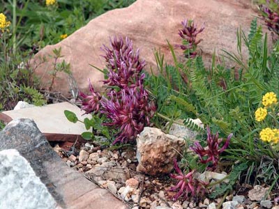 Σεμινάριο για την καλλιέργεια αρωματικών φυτών