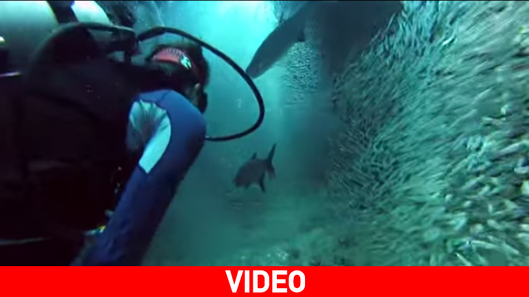 Kατάδυση ανάμεσα σε εκατομμύρια ψάρια