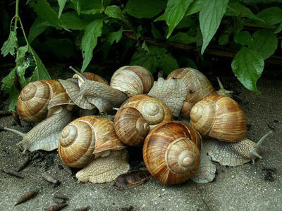 Ημερίδα για τη σαλιγκαροτροφία στην Πρέβεζα