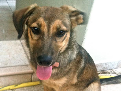 Λυκάκος προς υιοθεσία ή φιλοξενία