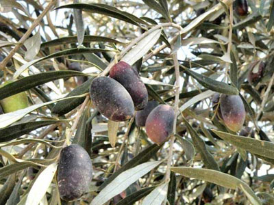 Πιστοποίηση και δικαιώματα των ποικιλιών ελληνικής ελιάς