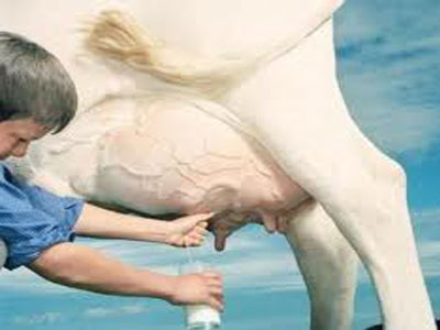 Κίνα: Σκόπιμη η μόλυνση του γάλακτος με νιτρικό άλας