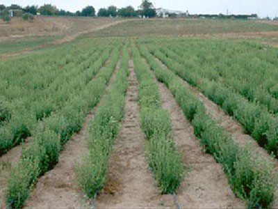 Καινοτομία με λέιζερ για εξόντωση των ζιζανίων