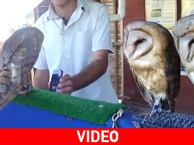 Οι κουκουβάγιες που χορεύουν