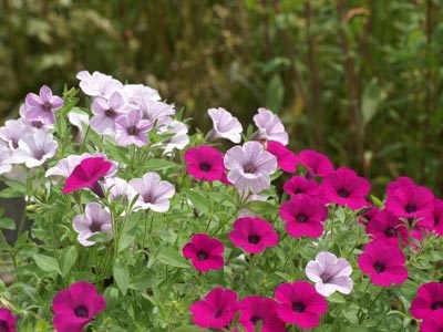 Τα φυτά ανθίζουν πιο νωρίς, λόγω κλιματικής αλλαγής