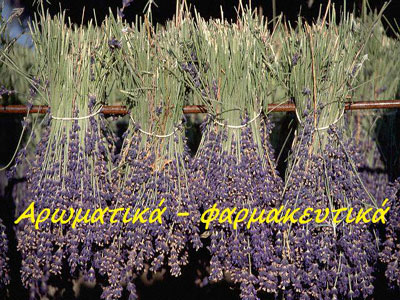 Kαστοριά: Στο επίκεντρο τα «αρωματικά-φαρμακευτικά φυτά»