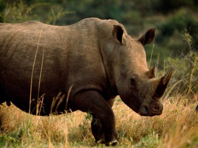 Λαθροθήρας ρινόκερων σκοτώθηκε από φύλακες στο Πάρκο Κρούγκερ