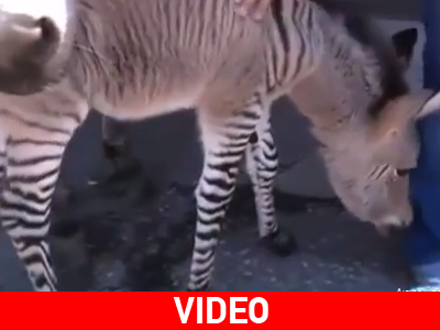 Mια σπάνια γαϊδουροζέβρα γεννήθηκε στην Ιταλία