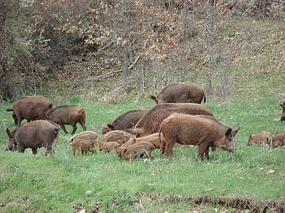 Επέλαση αγριογούρουνων στην Τρίπολη
