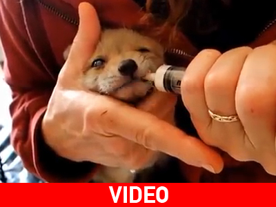 Μια δεύτερη ευκαιρία για τη μικρή αλεπού