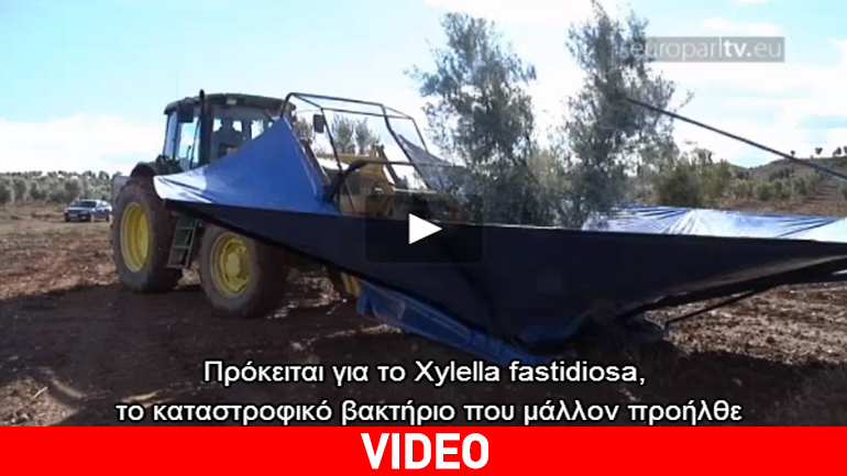 Xylella fastidiosa: Πώς μπορεί να εξαλειφθεί το καταστροφικό για τις ελιές βακτήριο; Xylella fastidiosa: Πώς μπορεί να εξαλειφθεί το καταστροφικό για τις ελιές βακτήριο;