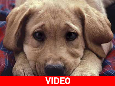 Σα να ψάχνεις ψύλλους στ’ άχυρα…